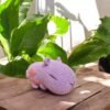Pink Capybara